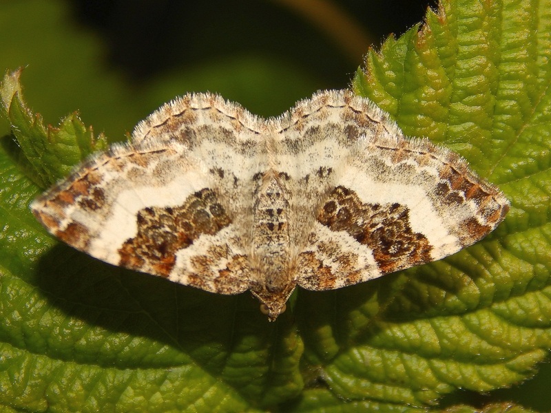 Epirrhoe alternata?